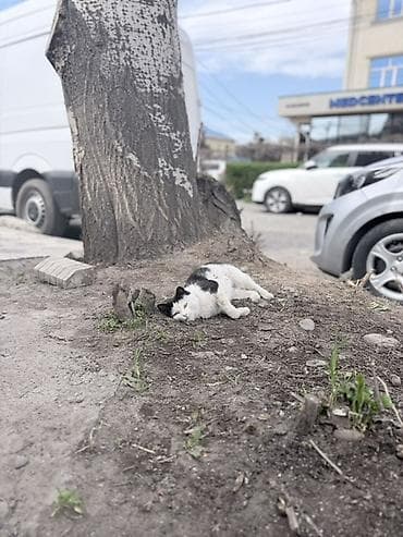 ловит мышей: Кошка даром: Беспородная, 1 год, Девочка — 3