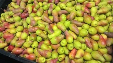 садовые цветы в бишкеке: Алмалар Дүңүнөн — 6