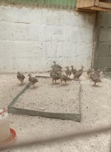 продаю перепелов: Кекликтер сатылат — 3