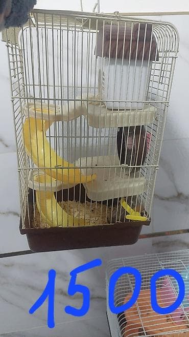 мал сатам: Продаю клетки для хомячков от 500 до 1700 сом. и самих хомячков — 9
