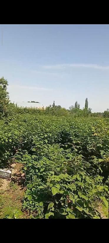 куран окутуу кафе: 600 соток, Курулуш, Кызыл китеп — 2