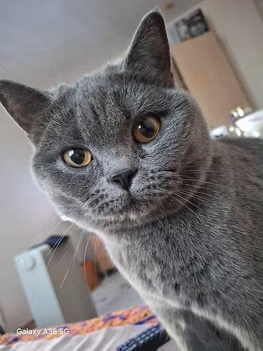 кошка 302: Британские короткошёрстные котята, окраса голубой (плюшевый серый). На — 5