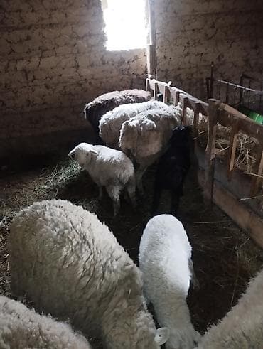 миринос баран: Сатам | Ургаачы кой (ургаачы) | Аргын | Көбөйтүү үчүн | Ургаачы — 6