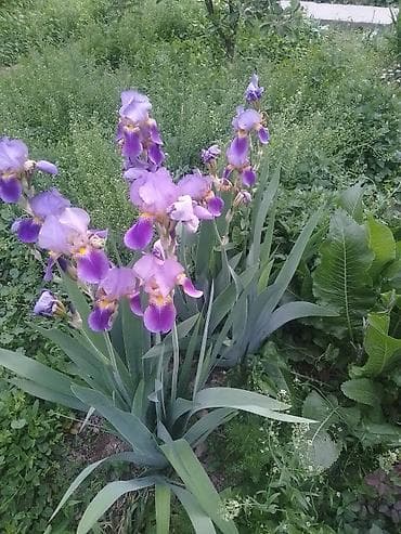 Ирисы, 2 куста. Цена: 100 сом за один куст. Местоположение