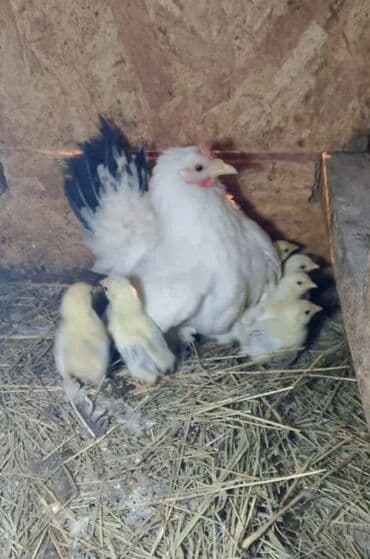 на ферме есть куры козлы и коровы: Продаю | Куры, Петух — 1