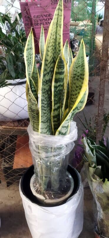 садовая скульптура: Комнатные растения и декоративные кашпо - Живые комнатные растения в — 29