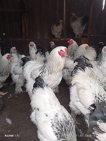 кошка токмок: Продаю только петухов московская брама — 3