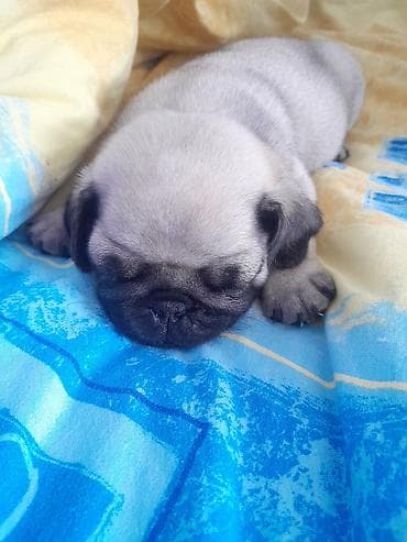 Грызуны: Порода: мопс Описание: - Очаровательные щенки мопса классического — 2