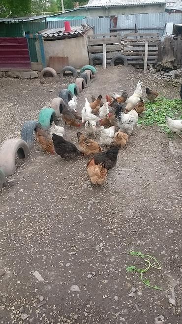 продаю бролеров: Продаю | Куры | Домашняя | Для разведения — 4