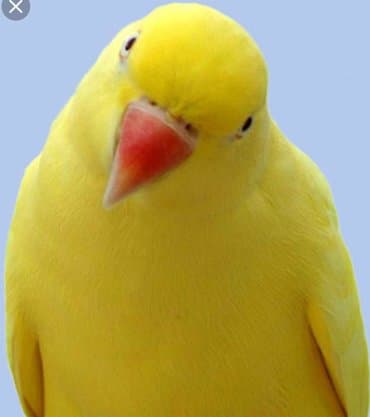 где купить инкубационное яйцо породистых кур: Ожиреловые попугаи хорошо учатся говорить и приручаются к рукам. А так — 9