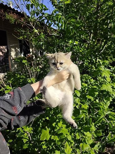 котенок отдам даром: Скотиш Страйт (Шотландская прямоухая), 2 месяца, Девочка, Золотая шиншилла, Проглистована — 2