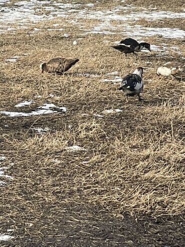 Ветеринар кызматы: Мускусные утки (индоутки), разноцветные окрасы. - Порода: мускусная — 1