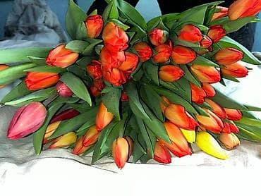 тюльпан оптом бишкек: Тюльпаны цветы собственного производства.Голланские ЛУКОВИЦЫ - — 3