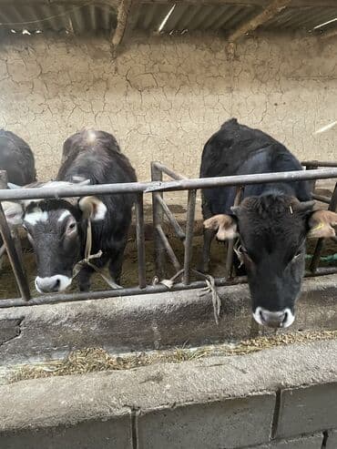 собака долматинец: Продаю | Тёлка | Полукровка | На откорм | Привязанные — 2