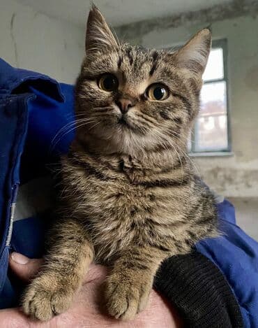 шиншилла британская кошка цена: Отдам в ОЧЕНЬ добрые руки котят невероятной красоты! Находятся в — 13