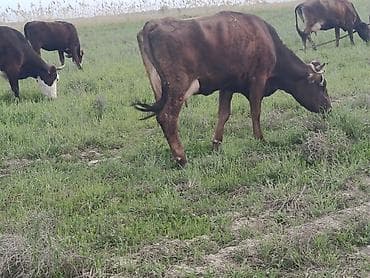 племенные: Продаю | Тёлка | Швицкая | Для молока | Племенные — 1