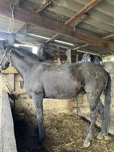 ит албай: Сатам | Жылкы (эркек) | Жумушка | Мерин — 1