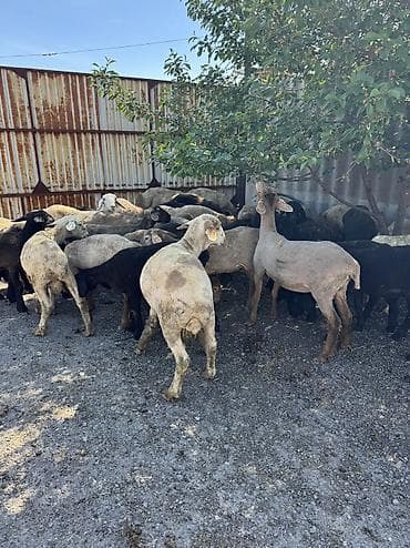 инкубатор умница: Продаю | Овца (самка), Ягненок, Баран (самец) | Гиссарская, Полукровка, Меринос | На забой, Для разведения, Для шерсти | Племенные, Кастрированные, Осеменитель — 5