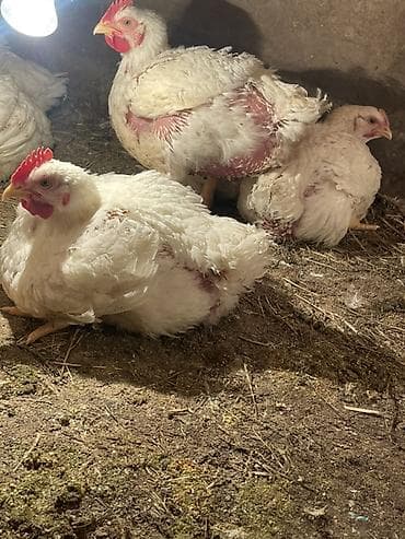 несушки кур: Продаю | Цыплята | Бройлерная | На забой — 2