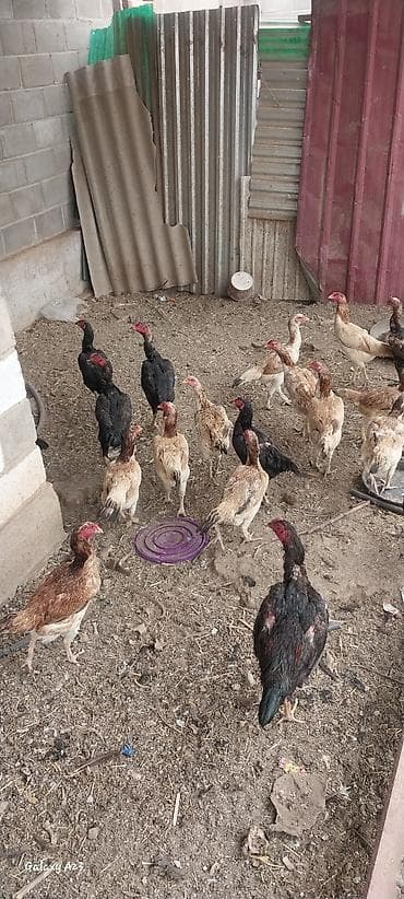 кошка жалал абад: Сатам | Тооктор | Тебиштирүүчү | Көбөйтүү үчүн — 7