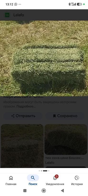 Животные: КУПЛЮ ТОО ЧОП. С ПОЛЯ КУПЛЮ ГОРНЫЙ СЕНО С ПОЛЯ - Натуральное луговое — 2