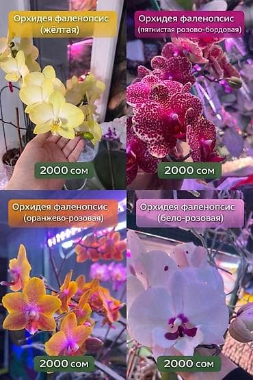 Аглаонемы: Орхидеи фаленопсис – комнатные цветы с длительным цветением и — 2