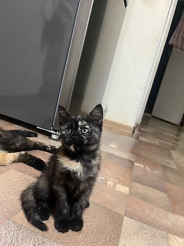 scottish fold: Очаровательный котёнок с угольно‑чёрной шерсткой и выразительными — 3