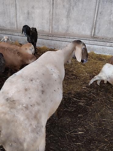 отдам голубей: Продаю | Овца (самка) | Для разведения | Матка — 1