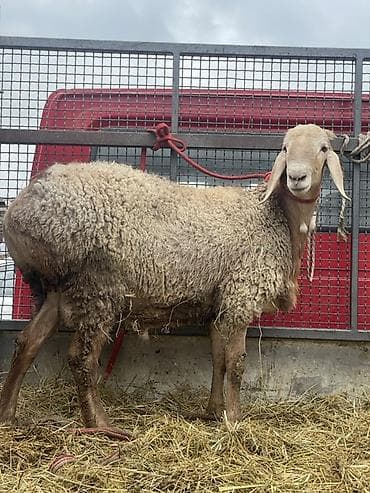 куриная печень: Продаю | Овца (самка) | Арашан | Для разведения | Матка — 2