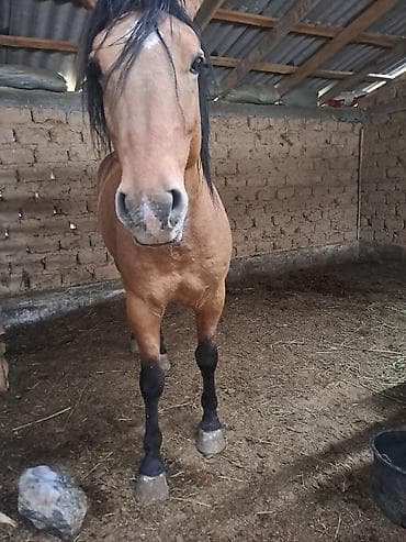 продажа лошадей в россии: Продаю | Жеребец | Рабочий — 10