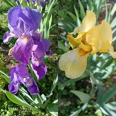 Ирисы сиреневые и жёлтые садовые многолетние