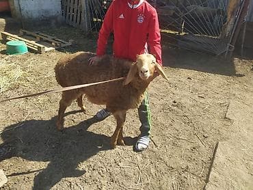 chi su: Продаю | Баран (самец) | Для разведения — 3