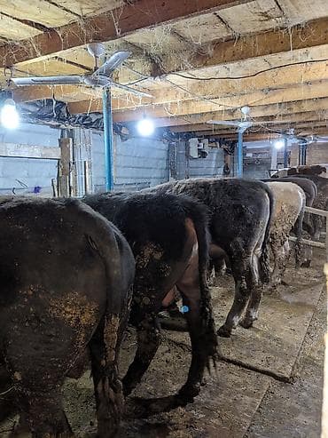 бычки семетал: Продаю | Бык (самец) — 3