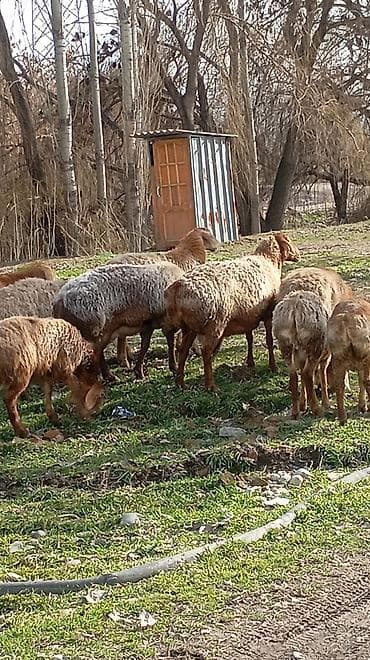 шерсть меринос: Продаю | Овца (самка) | Полукровка | Для разведения — 1