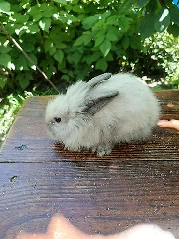 декоративные курицы: Пушистый декоративный кролик. Окрас разный — 8