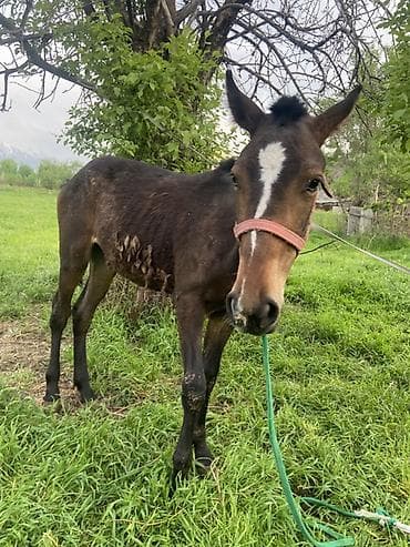 сары булун: Эркек 1 жаш тай — 1