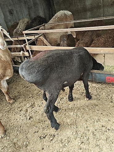 кой кыркан машына: Продаю | Баран (самец) | Для разведения — 5