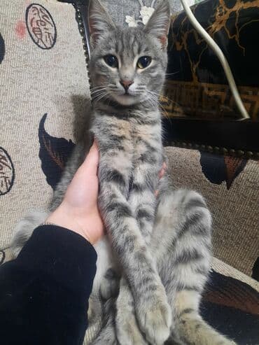 кошка персидская шиншилла: Котёнок серого тигрового окраса. - Возраст омолодой подросток 6 — 2