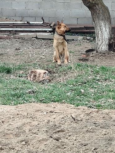 немецкая овчарки: Немецкая овчарка, 1 год, Самец, С прививкой — 2