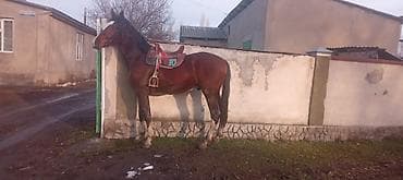 арпа тюк: Продаю | Жеребец | Рабочий — 3