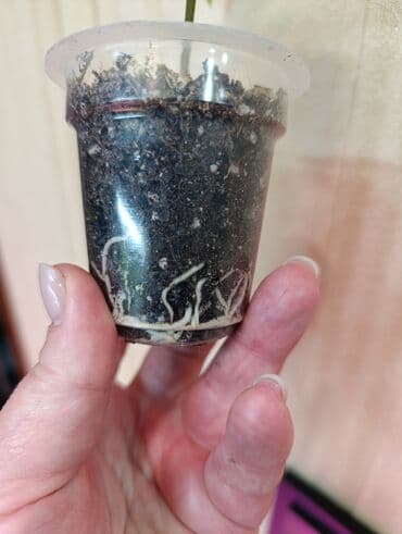 Комнатные растения: Гибискус (китайская роза) — ярко‑красный сорт с крупными простыми — 3