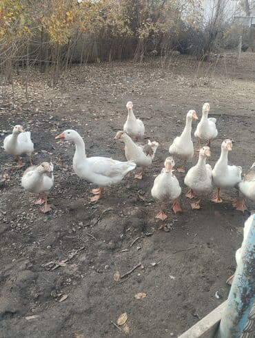 дом для собаки: Продаю гусей — 1