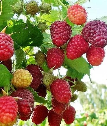 помидор цена: Саженцы малины (корневые отпрыски) - Сорт Геракл долго играющая цена — 2