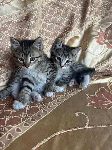 кошка жалал абад: Отдам котят в добрые руки ГОРОД ОШ ГОРОД ОШ ГОРОД ОШ ГОРОД ОШ — 1