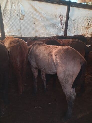 цены породистых собак: Продаю | Жеребенок | Для разведения | Племенные — 4