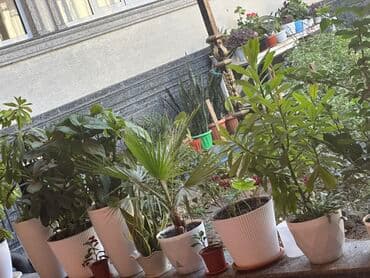 саженцы плодовых деревьев бишкек: 🌿 Продаются комнатные цветы! 🌿 ✨ В наличии: крупный и ухоженный Фикус — 4