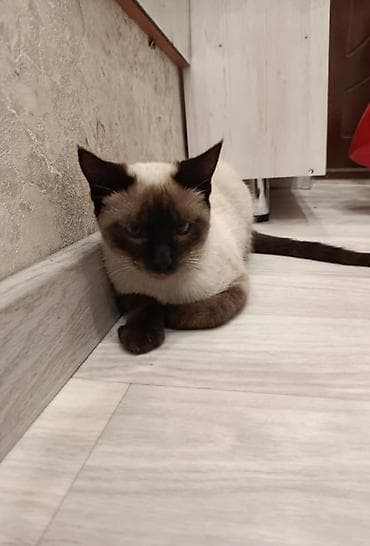 сиямские кошки: Кошка даром: Сиамская, Мальчик — 3