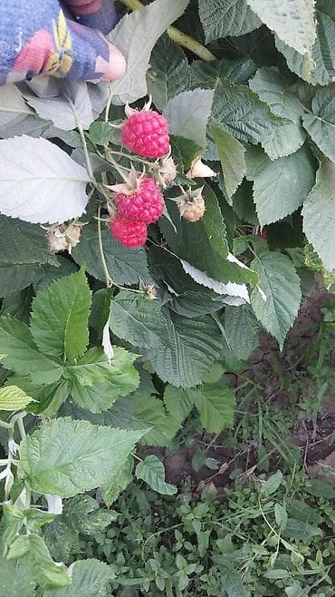 малина урук: Малина — 5