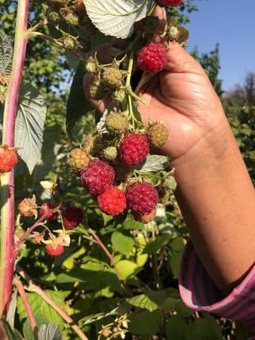 продажа домов шопоков: Дача, 55 м², 5 комнат, Старый ремонт — 16