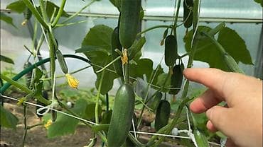 лимон кочот: Саженцы . көчөттөр бар только оптом . 1 сорт . Черешня рост 2.5м — 3